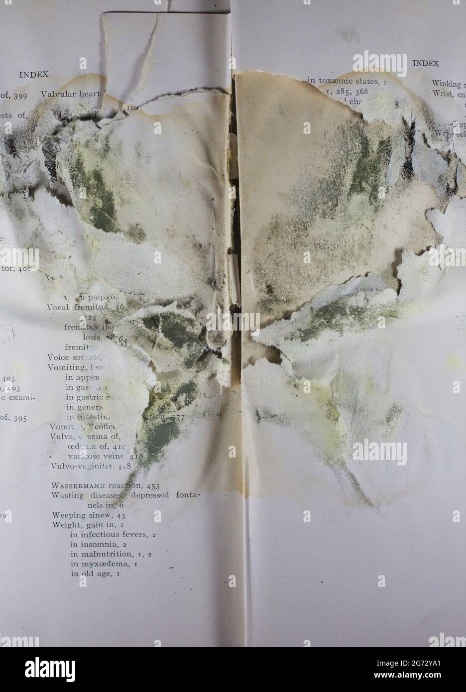 Schimmel, der aussieht wie ein Rorschach Tintenklemmtest in einem alten Buch. Stockfoto