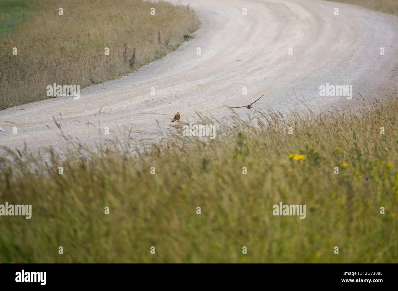 Zwei gewöhnliche Turmfalken (Falco tinnunculus) bei einem Staubbad auf der Salisbury Plain, Wiltshire Stockfoto