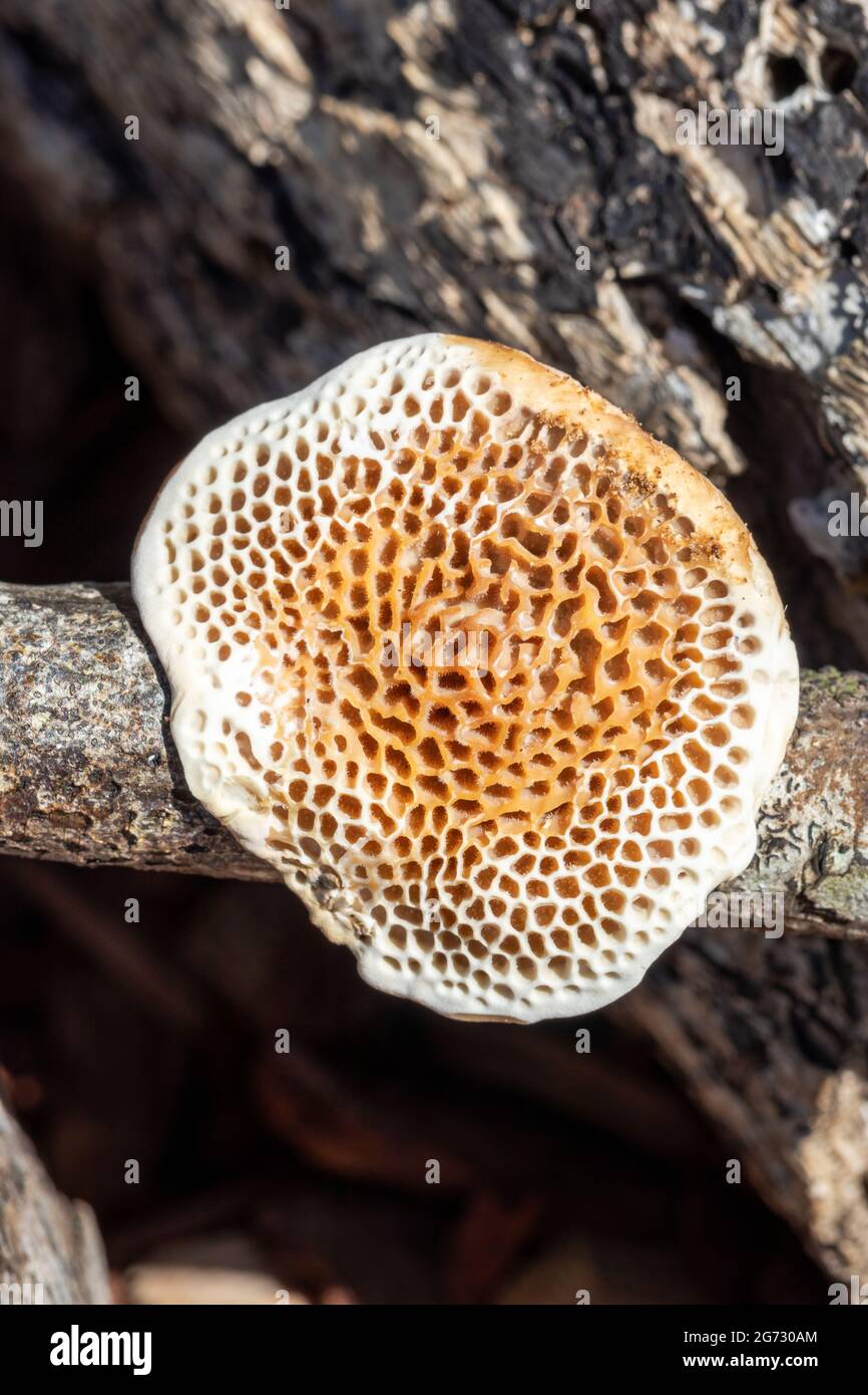 Pilz wächst auf einem Stock Stockfoto