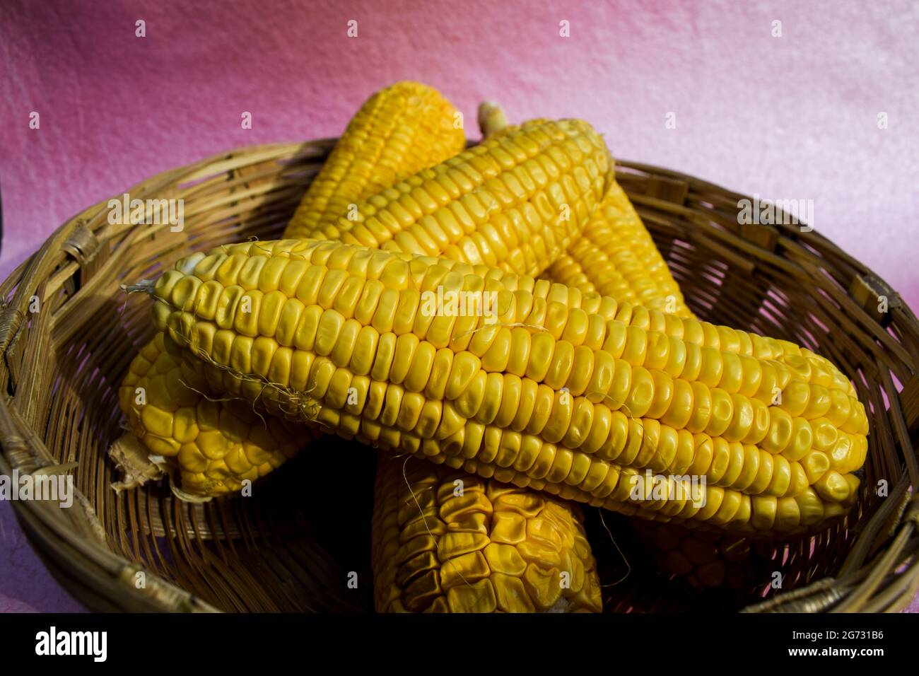 Maiskolben, auch Maiskolben genannt, knwn auch als Mais-Vollgemüse geerntet und in Korbkörbchen auf weißem Hintergrund gelegt Stockfoto