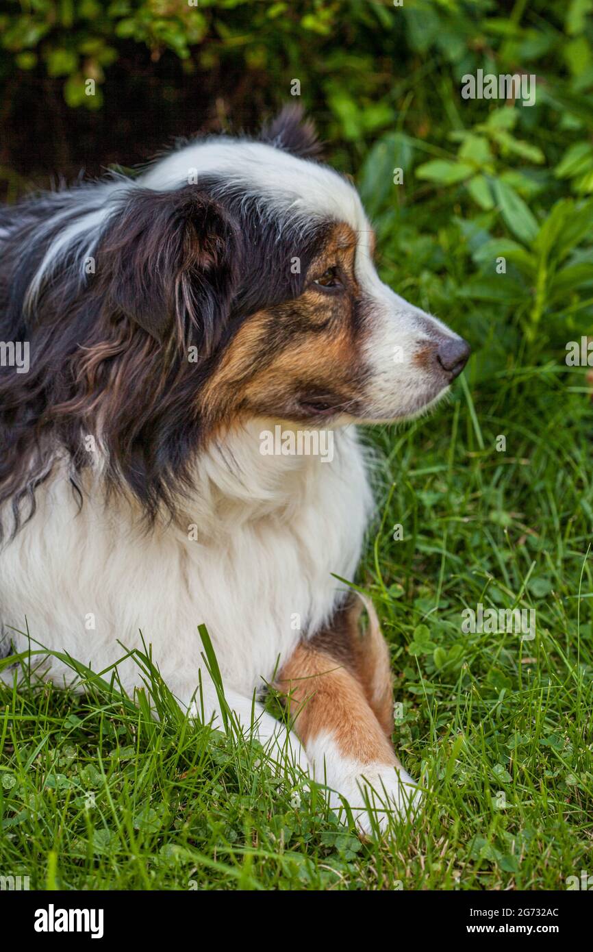 Ein australischer Schäferhund ruht im Gras Stockfoto