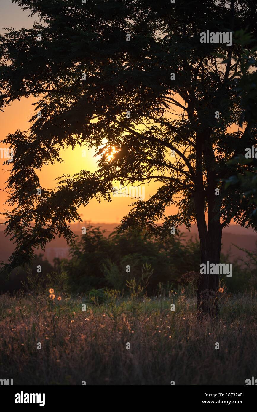 Schöne Sommerlandschaft mit großem Baum, Sträuchern und grünem Gras auf hellen sonnigen Himmel Hintergrund Stockfoto