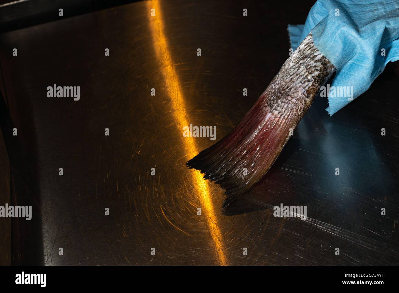 Der Schwanz eines frischen Fisches, der von einem Lichtstrahl beleuchtet wird Stockfoto