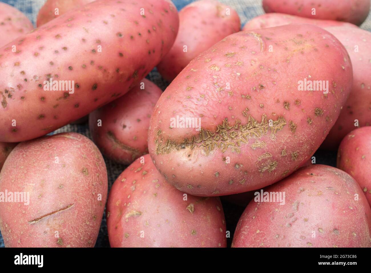 Rote/rotbraune Kartoffeln, die in Großbritannien angebaut werden. Die Kartoffeln weisen eine gewisse Krankheit auf [was ein gewöhnlicher Schorf oder vielleicht ein pulverförmiger Schorf sein kann]. Stockfoto