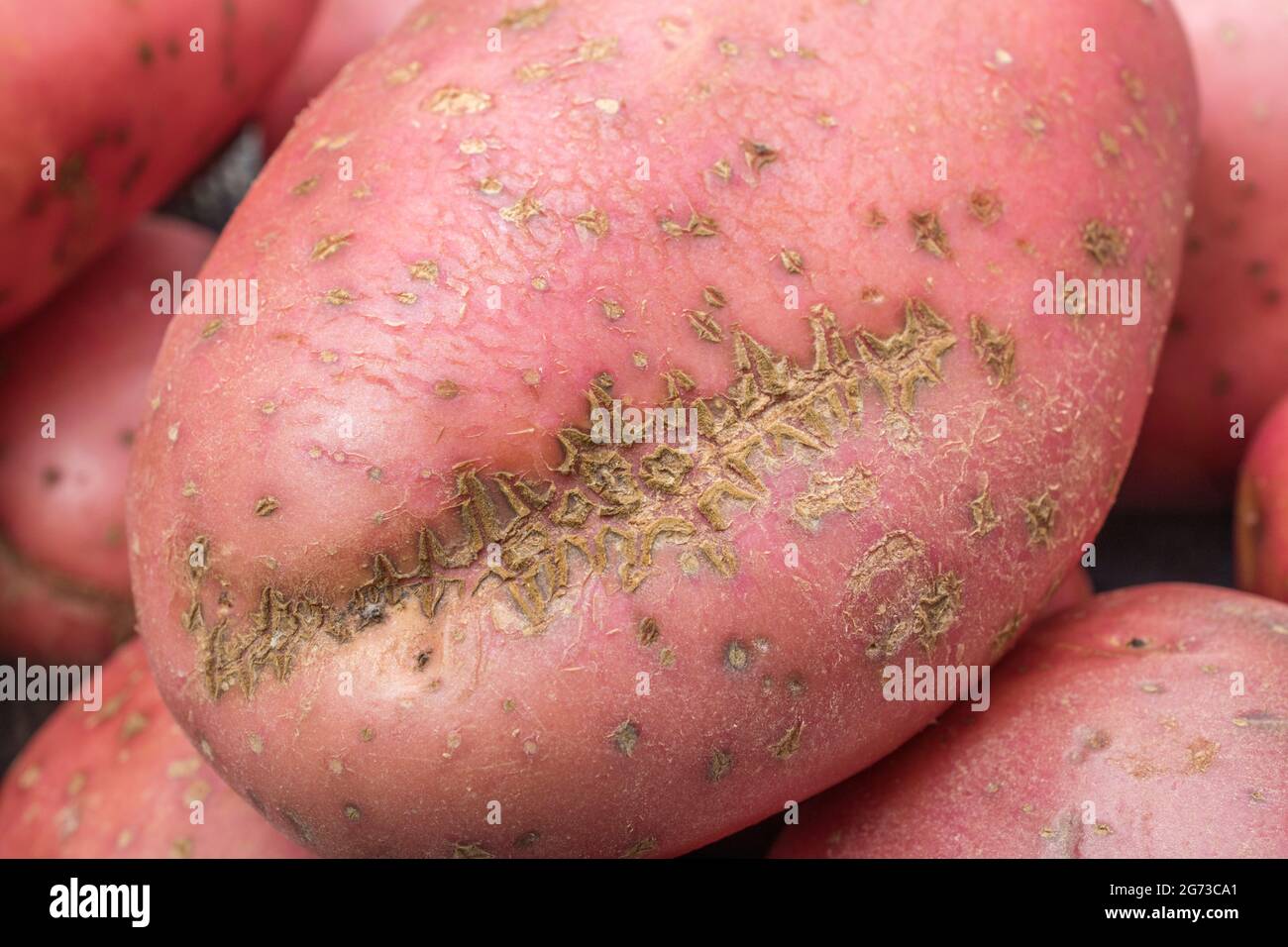 Rote/rosarote Kartoffel, die in Großbritannien angebaut wird. Die Kartoffeln weisen eine gewisse Krankheit auf [was ein gewöhnlicher Schorf oder vielleicht ein pulverförmiger Schorf sein kann]. Stockfoto