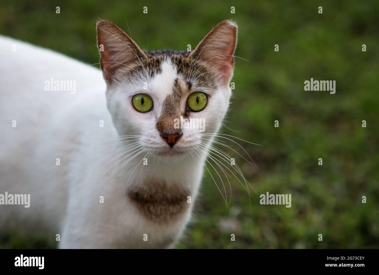 Porträt einer wilden Katze, weiße und braune Markierung mit schönen grünen Augen. Stockfoto