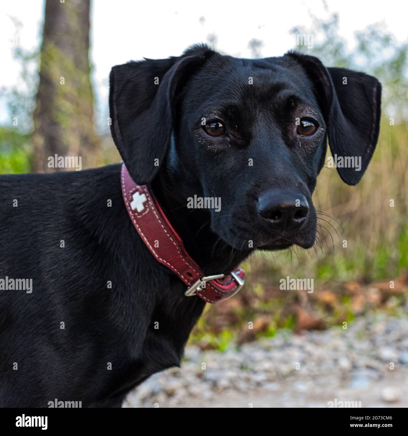 Schwarzer Hund mit einem roten Halsband, der die Kamera anschaut. Geringer  Fokus Stockfotografie - Alamy