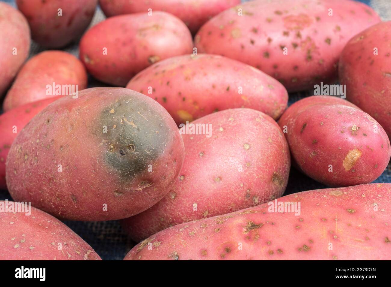 Rote/rotbraune Kartoffeln, die in Großbritannien angebaut werden. Die Kartoffeln haben eine gewisse Krankheit, aber hier ist das Problem die „Begrünung“ einer Kartoffel [siehe Anmerkungen]. Stockfoto