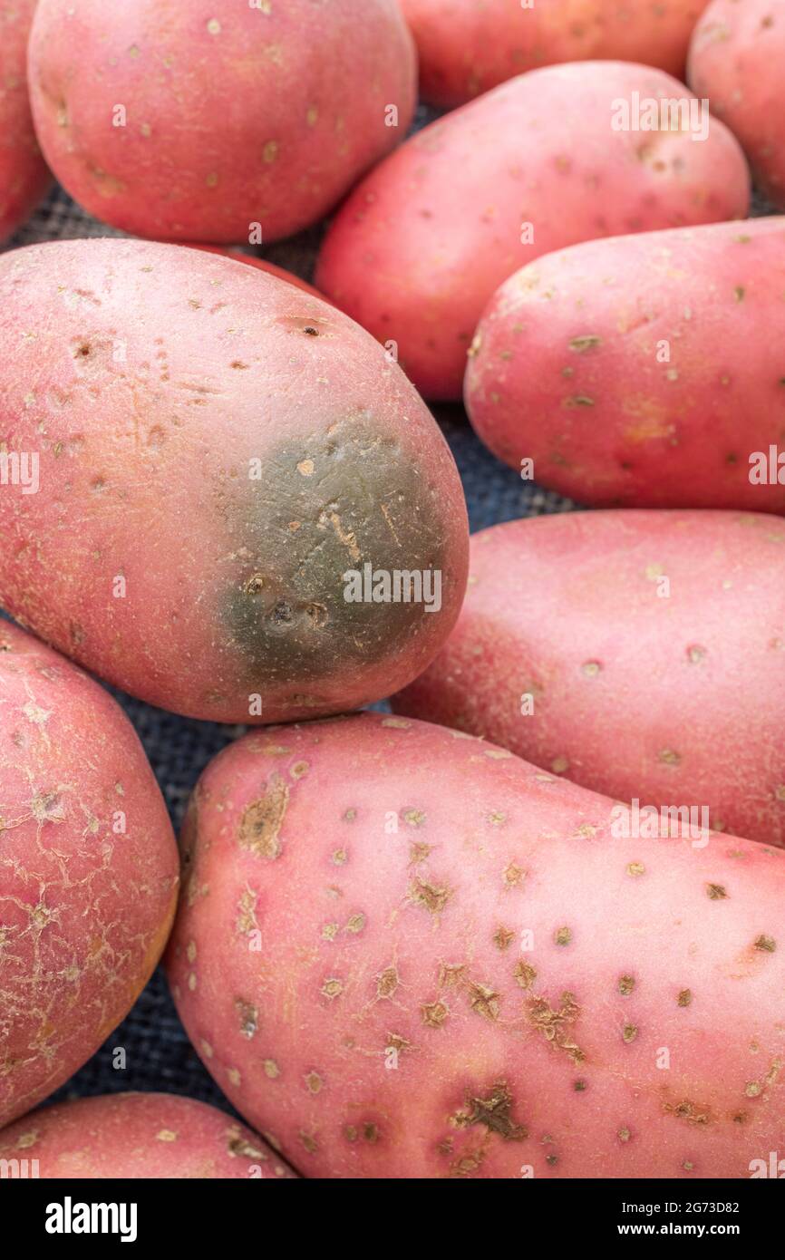 Rote/rotbraune Kartoffeln, die in Großbritannien angebaut werden. Die Kartoffeln haben eine gewisse Krankheit, aber hier ist das Problem die „Begrünung“ einer Kartoffel [siehe Anmerkungen]. Stockfoto