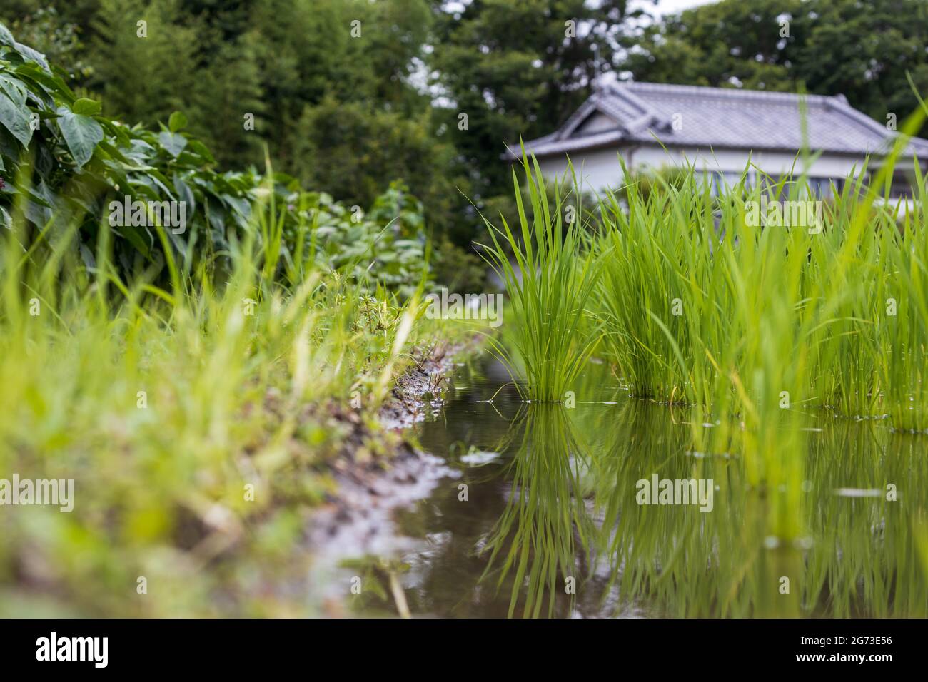 Blick auf den frischen Reis auf dem überfluteten Feld im Erdgeschoss Stockfoto