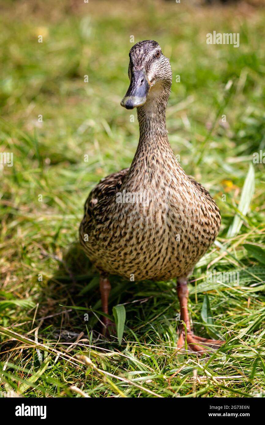 Nahaufnahme der weiblichen Mallard-Ente, die auf Gras läuft Stockfoto