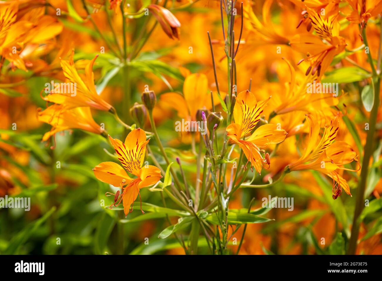 Farbenfrohe Nahaufnahme von orangen, gelben und roten peruanischen Lilienblumen Stockfoto