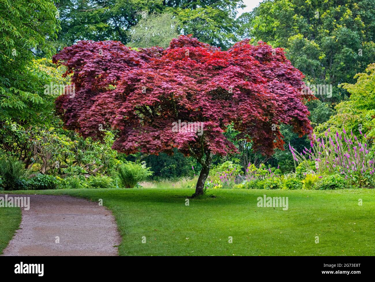 Lebhaft roter Acer-Baum in exotischem Garten Stockfoto