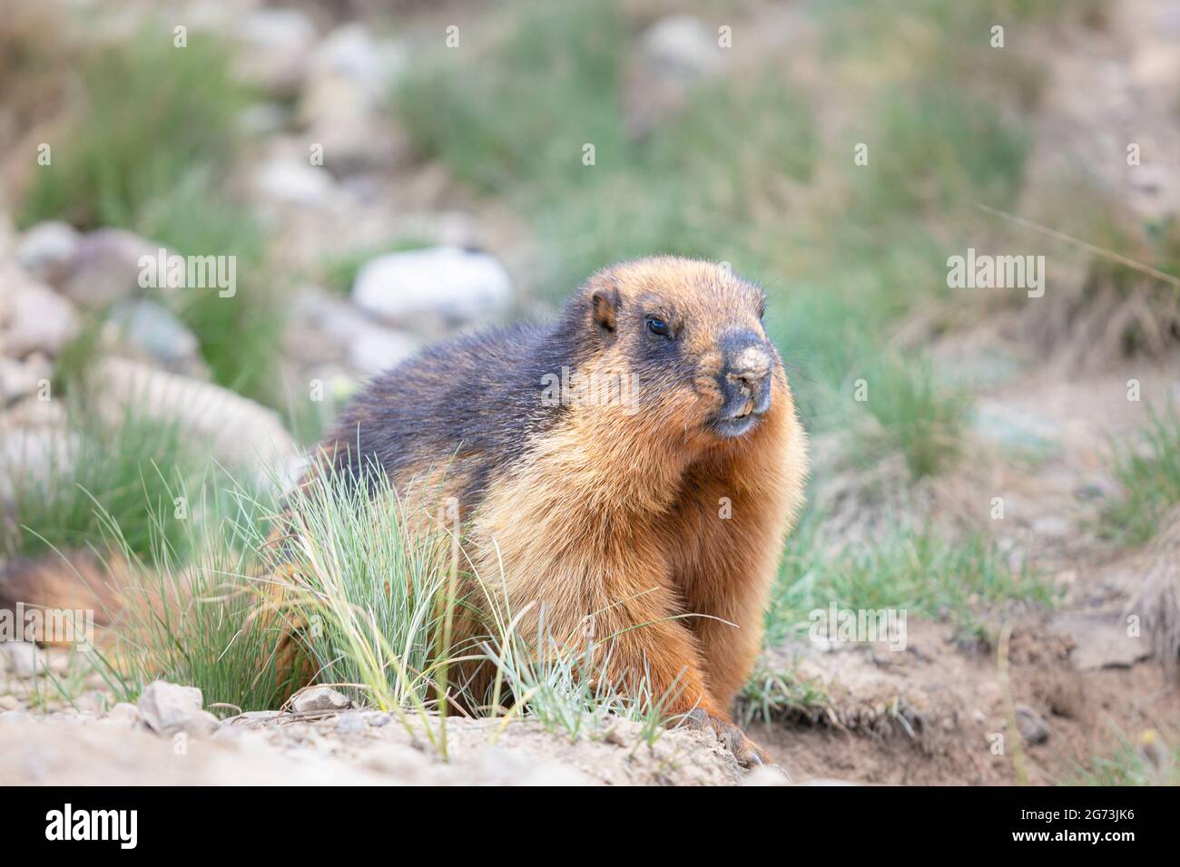 Marmot-Porträt in den deosai-Ebenen Stockfoto
