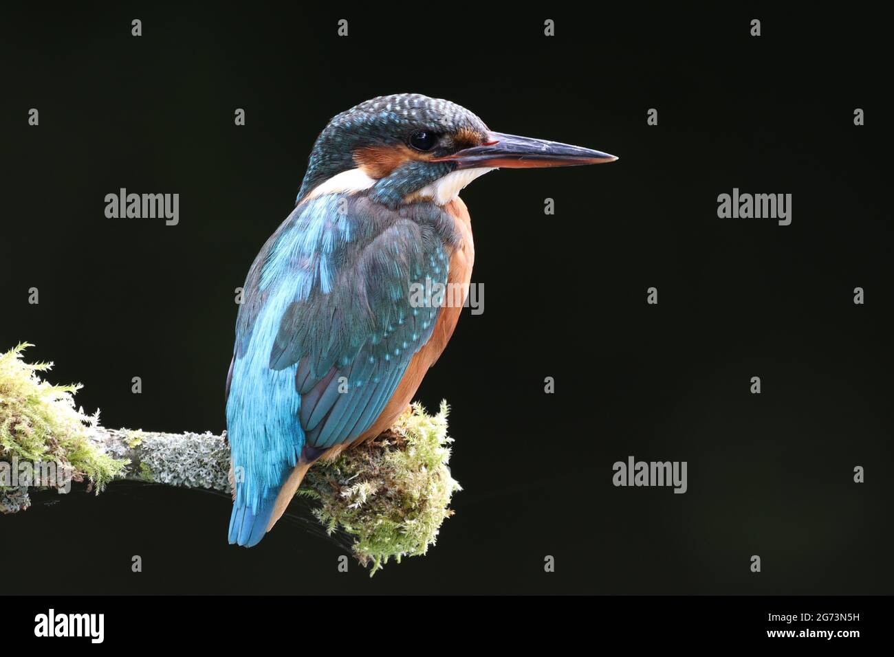 Kingfisher Photography in Shropshire Bird Hide Stockfoto