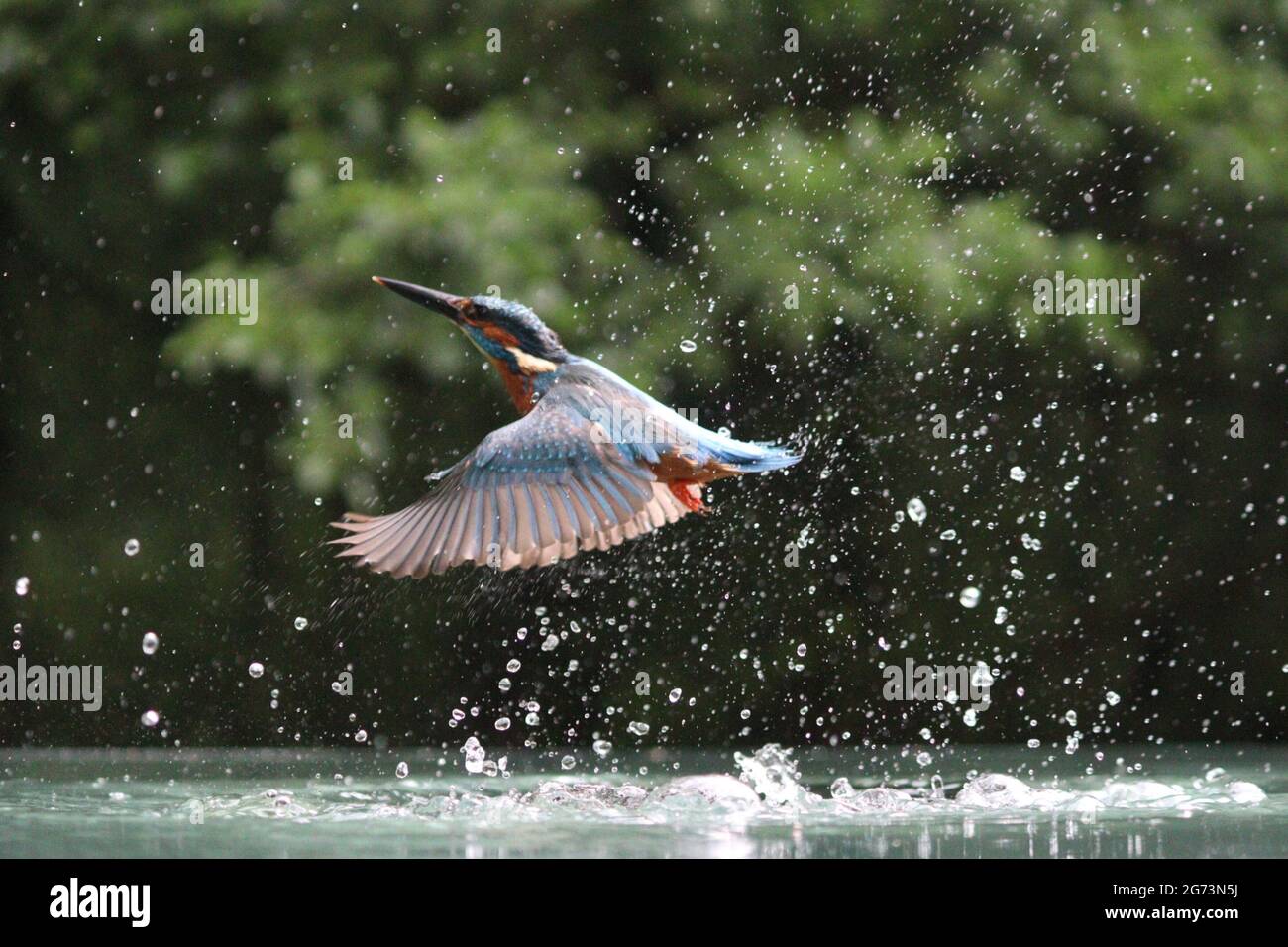 Kingfisher Photography in Shropshire Bird Hide Stockfoto