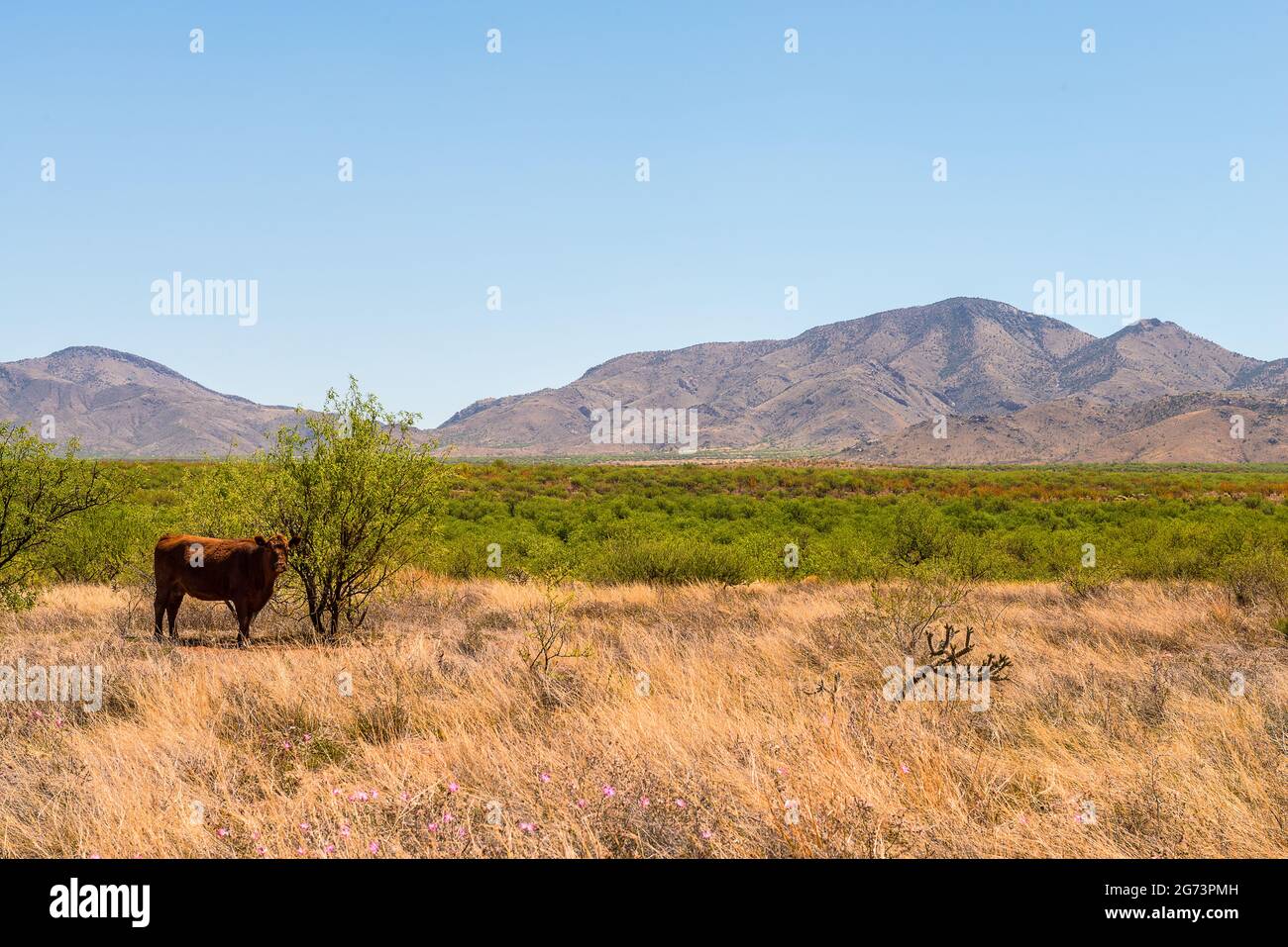 Arizona USA Stockfoto