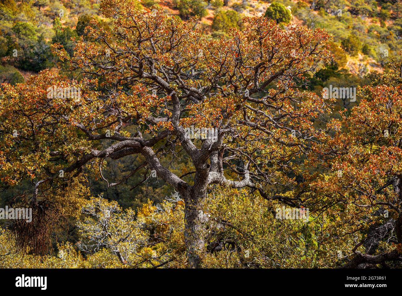 Arizona USA Stockfoto