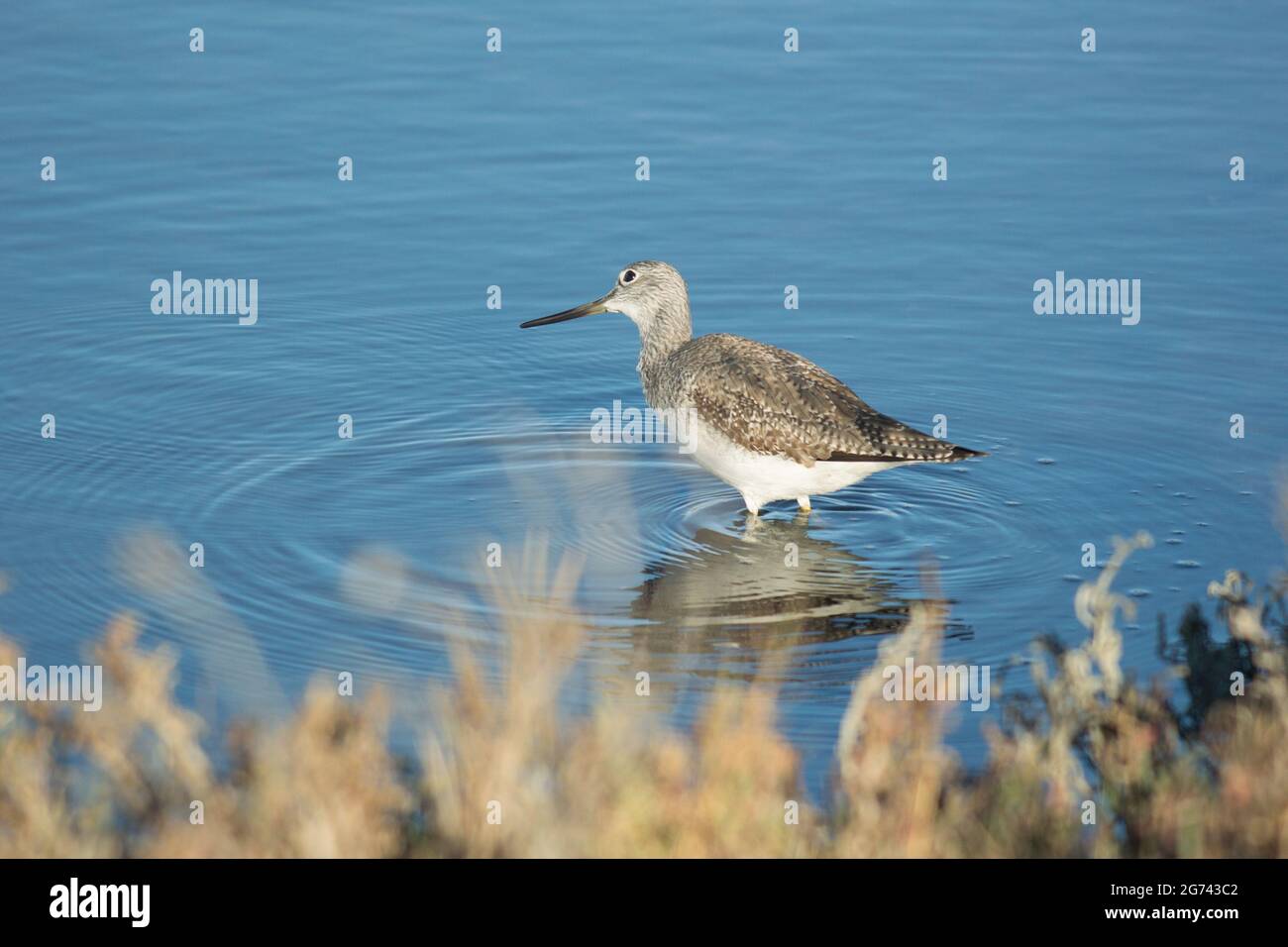 Greater Yellowlegs watend in stillem Wasser in der Nähe des Ufers. Pflanzen im Vordergrund. Nach links zeigen. Wellen auf dem Wasser. Stockfoto