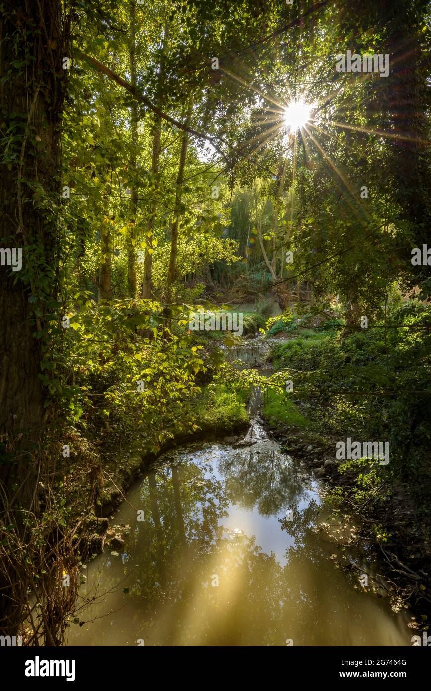 Wald um Cal Forcada Firmenstadt in Navàs, neben dem Fluss Llobregat (Navàs, Barcelona, Katalonien, Spanien) ESP: Entornos de bosque en Navàs Stockfoto