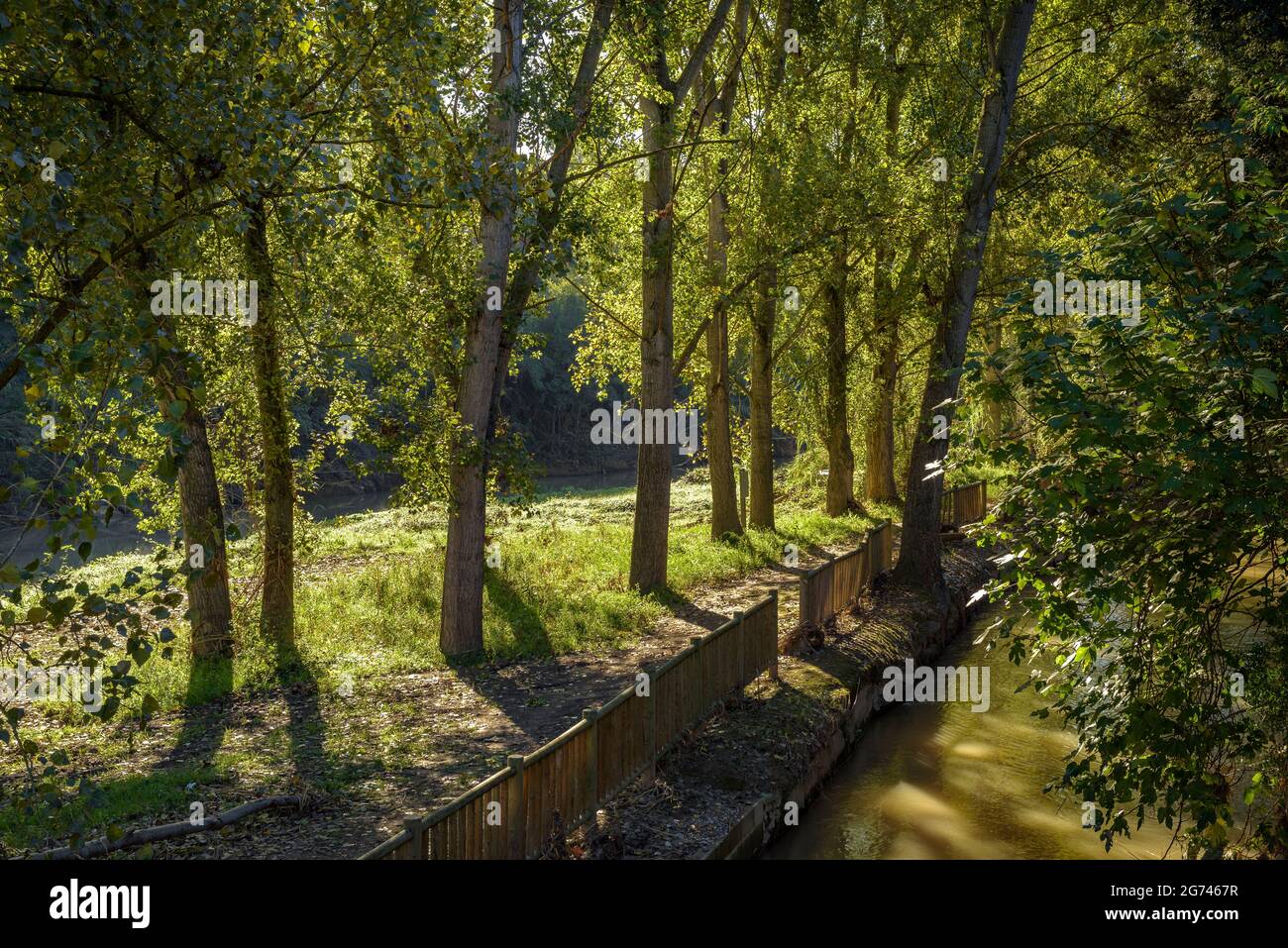 Wald um Cal Forcada Firmenstadt in Navàs, neben dem Fluss Llobregat (Navàs, Barcelona, Katalonien, Spanien) ESP: Entornos de bosque en Navàs Stockfoto