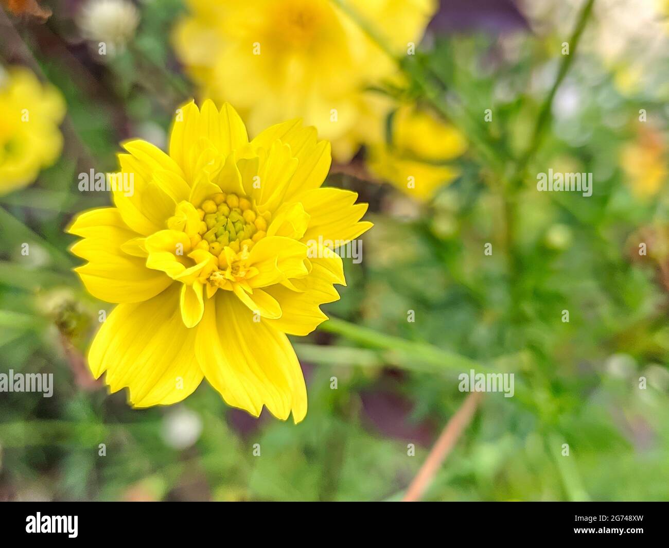 Eine helle Blume aus Schwefel-Kosmos wächst im Garten Stockfoto
