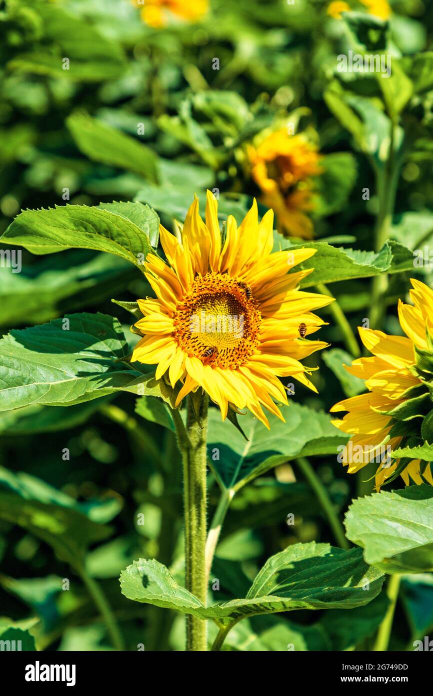 Riesige Sonnenblumen auf einer Schweizer Alp, Sommer Stockfoto