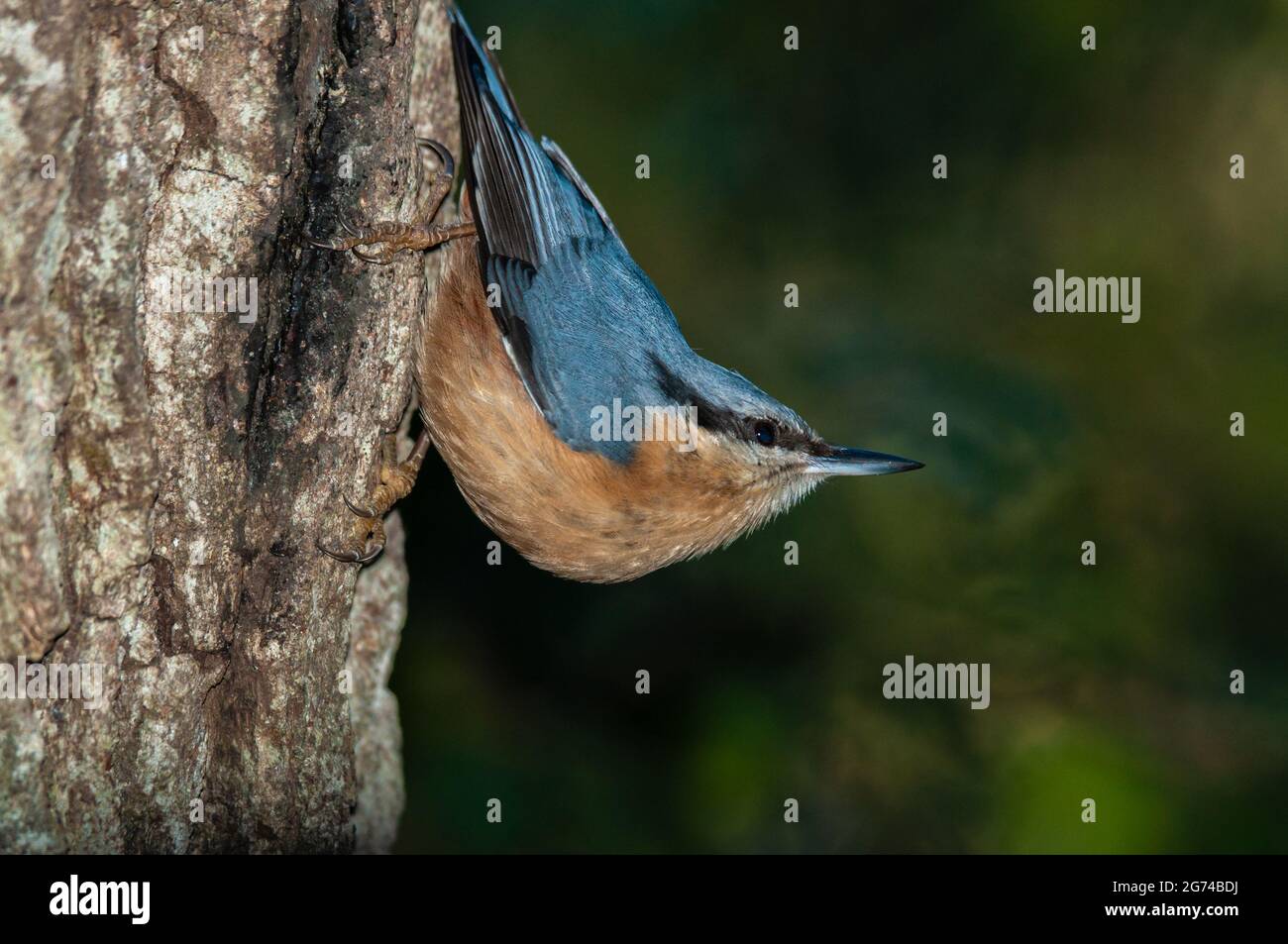 Ein Nuthatch Sitta europeaea thront in einem Baum Stockfoto