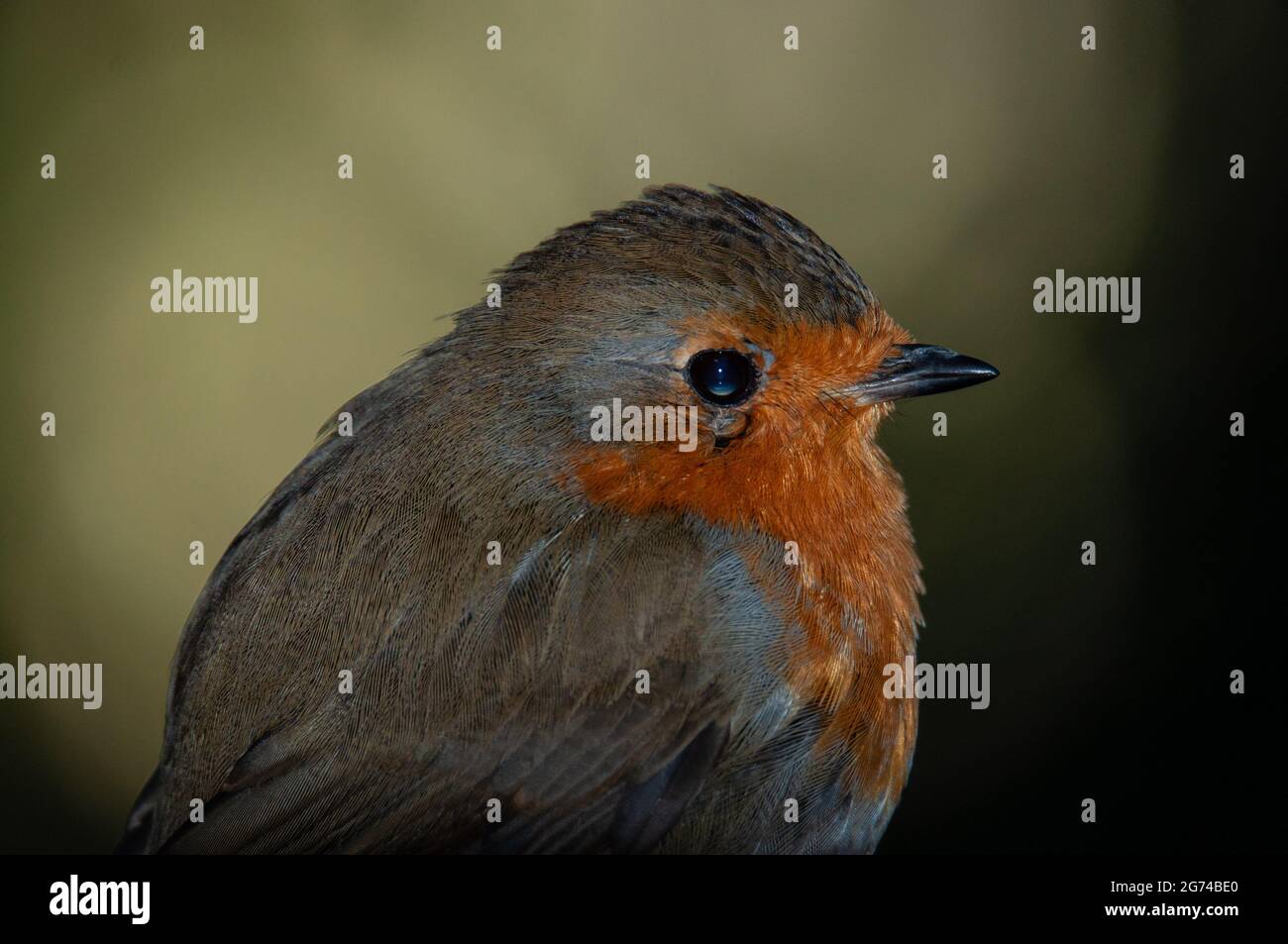 Nahaufnahme eines europäischen Rotkehlchen, Erithacus Rubecula Stockfoto