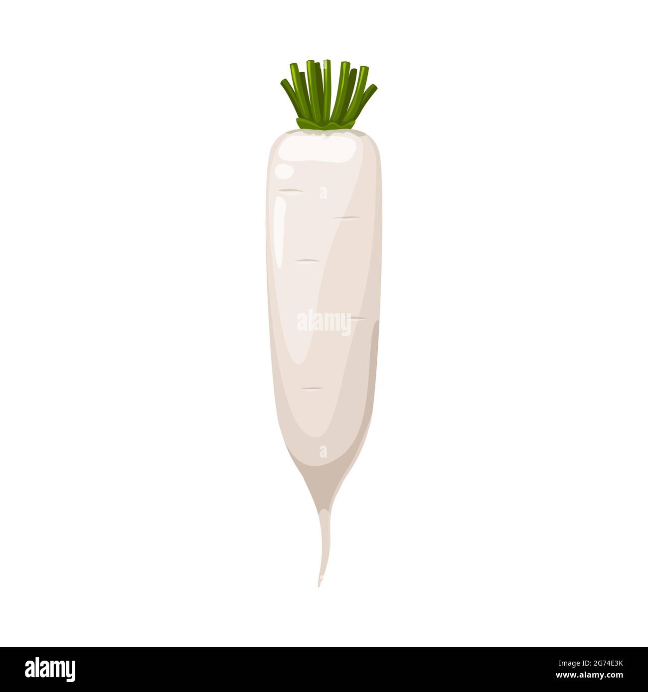 Daikon Radieschen oder weiße Karotten Vektor natürliche pflanzliche,  gesunde Nahrung isoliert auf weißem Hintergrund. Cartoon-Element für  Design, Bio-Gemüse, reife p Stock-Vektorgrafik - Alamy