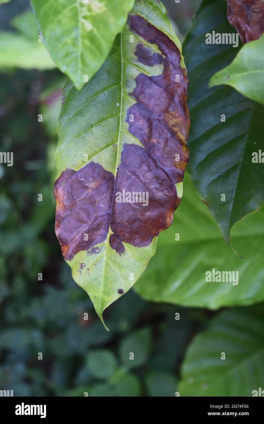 Braune und gelbe Schäden durch Anthraknose auf dem grünen Blatt des Robusta-Kaffeepflanzenbaums, Pflanzenkrankheiten, die die Landwirtschaft schädigen Stockfoto