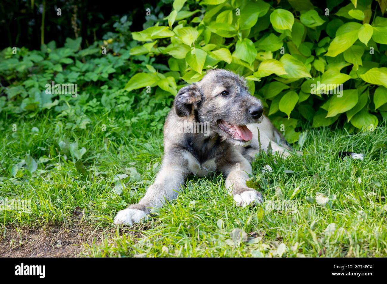 Drei Monate alter irischer Wolfhound im Garten.der Welpe der Rasse Irish Wolfhound ruht auf einem grünen Gras im Hof. Stockfoto