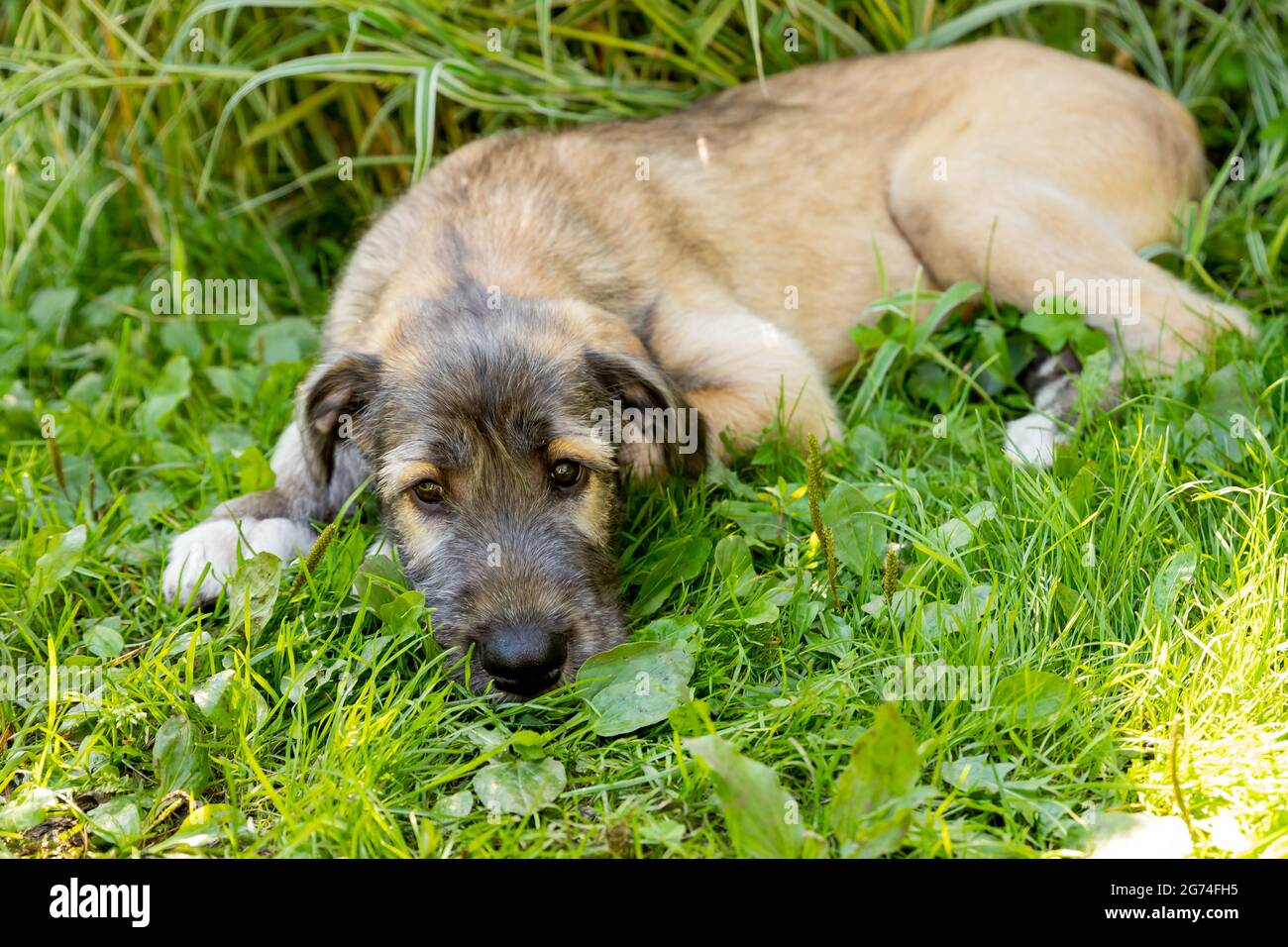 Drei Monate alter irischer Wolfhound im Garten.der Welpe der Rasse Irish Wolfhound ruht auf einem grünen Gras im Hof. Stockfoto