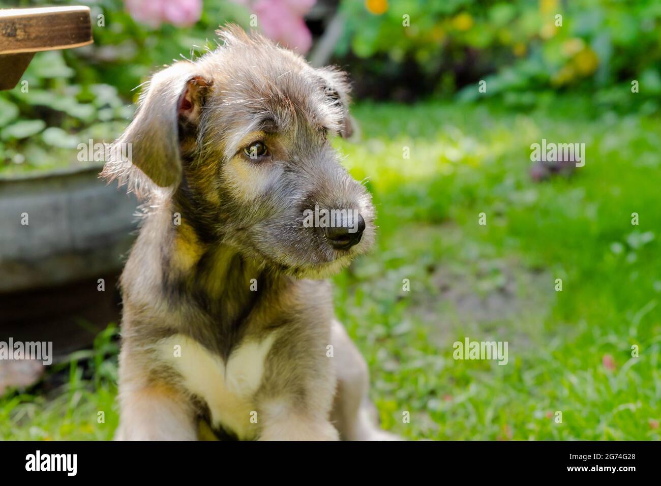 Drei Monate alter irischer Wolfhound im Garten.der Hund der Rasse ruht auf einem grünen Gras.majestätischer irischer Wolfhound ohne den Halsband geht Stockfoto