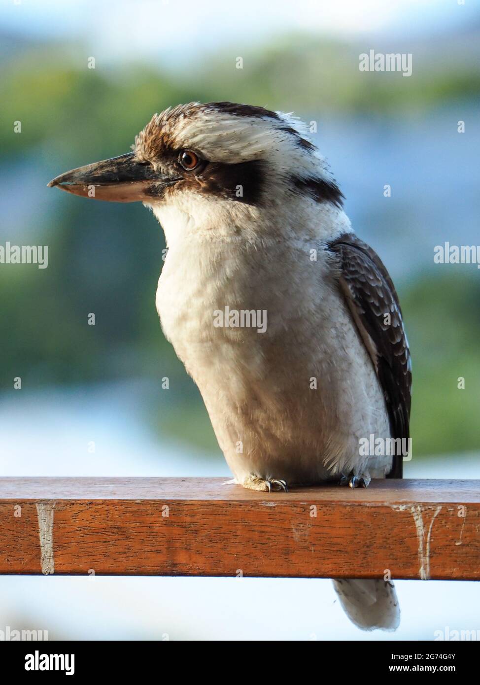 Kookaburra Australian Bird, Nahaufnahme eines Baumeisvogels, der auf einem hölzernen Balkongeländer sitzt, sieht ernst aus, nicht lachend Stockfoto