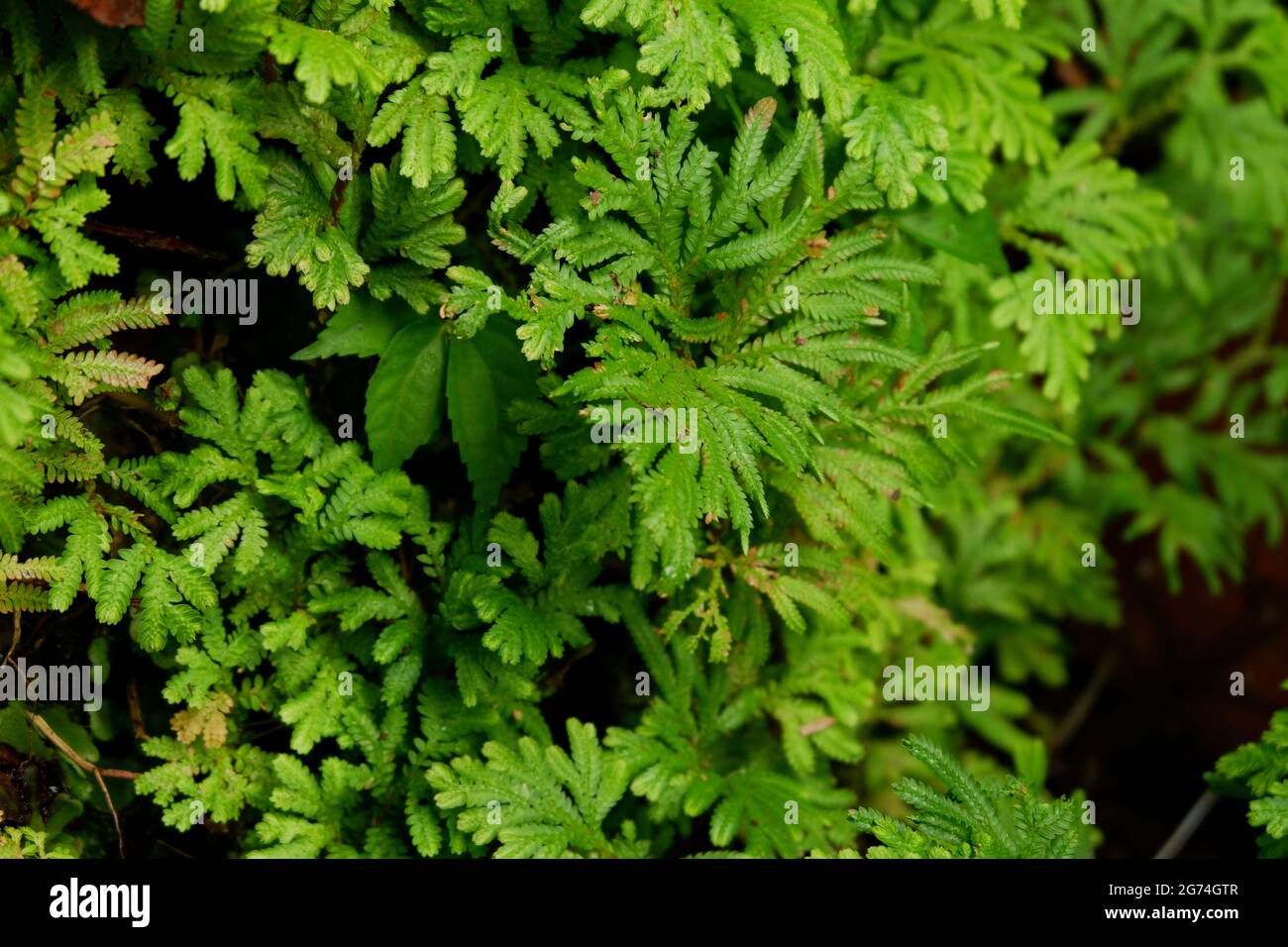 Eine Nahaufnahme von Selaginella. Ausgewählter Fokus. Gefäßpflanzen. Stockfoto