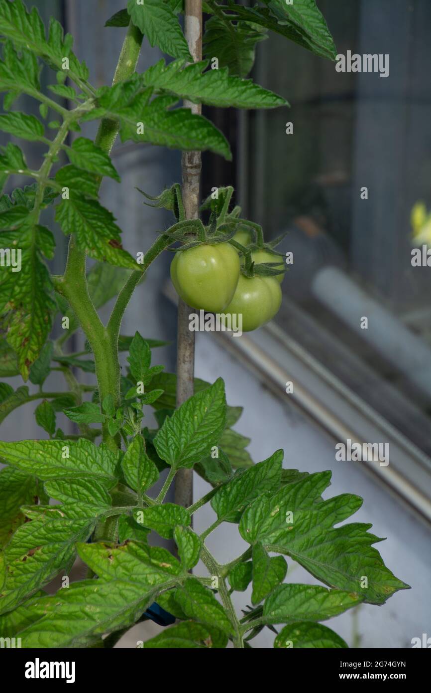 Unreife Tomaten auf Pflanzen im Freien auf einer wettergeschützten  Hausfassade Stockfotografie - Alamy