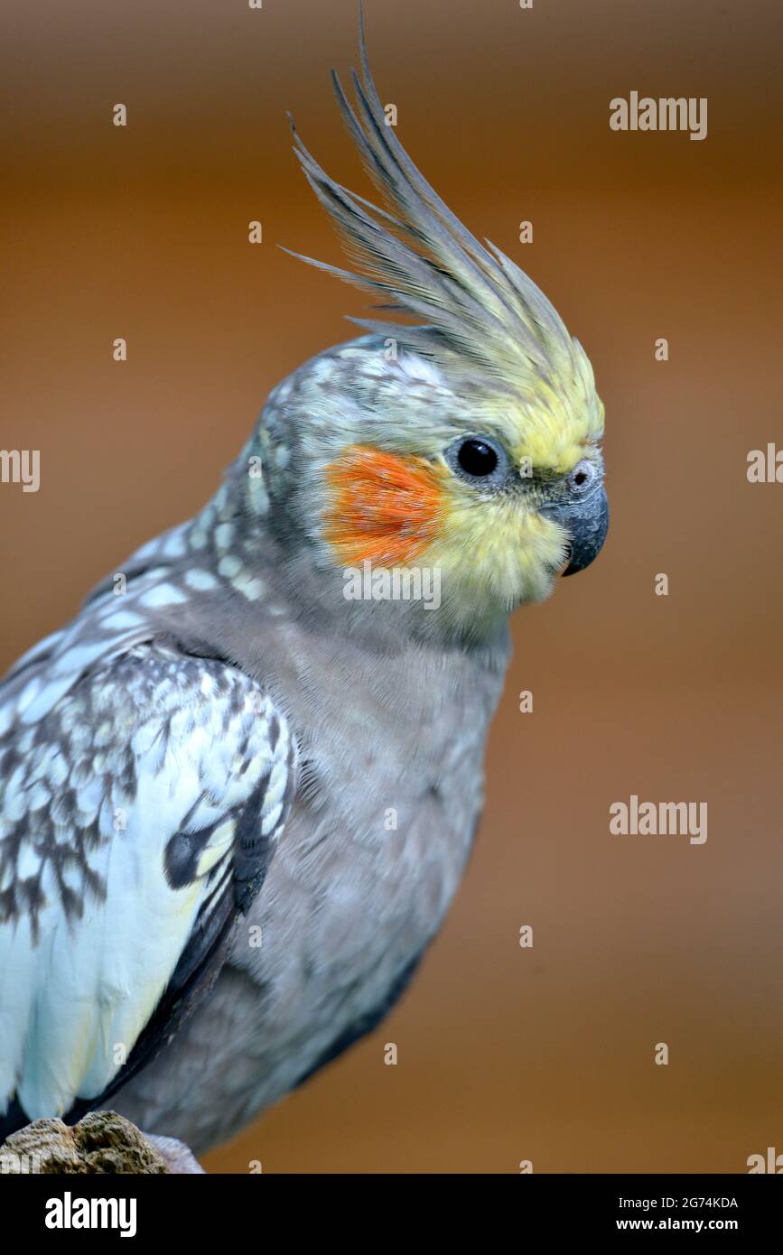 Nahaufnahme des männlichen Cockatiel Wellensittichs, auch bekannt als Quarrion und Weiro (Nymphicus hollandicus) Stockfoto