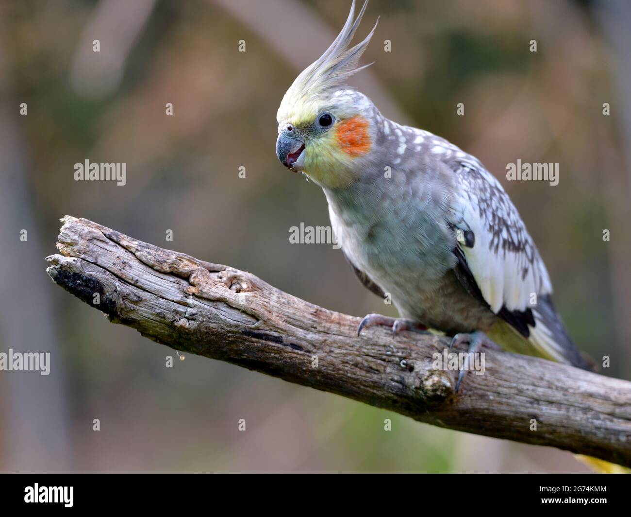 Nahaufnahme des männlichen Cockatiel Wellensittichs, auch bekannt als Quarrion und Weiro (Nymphicus hollandicus), der auf einem Ast thront Stockfoto