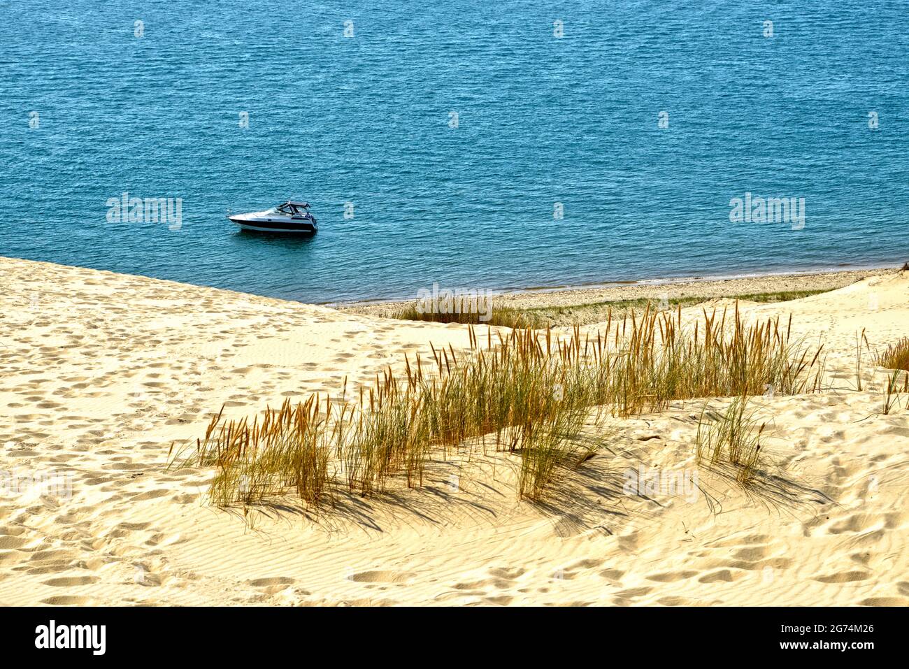 Ammophila arenaria an der Düne von Pilat in La Teste-de-Buch im Gebiet der Bucht von Arcachon im südwestfranzösischen Departement Gironde Stockfoto