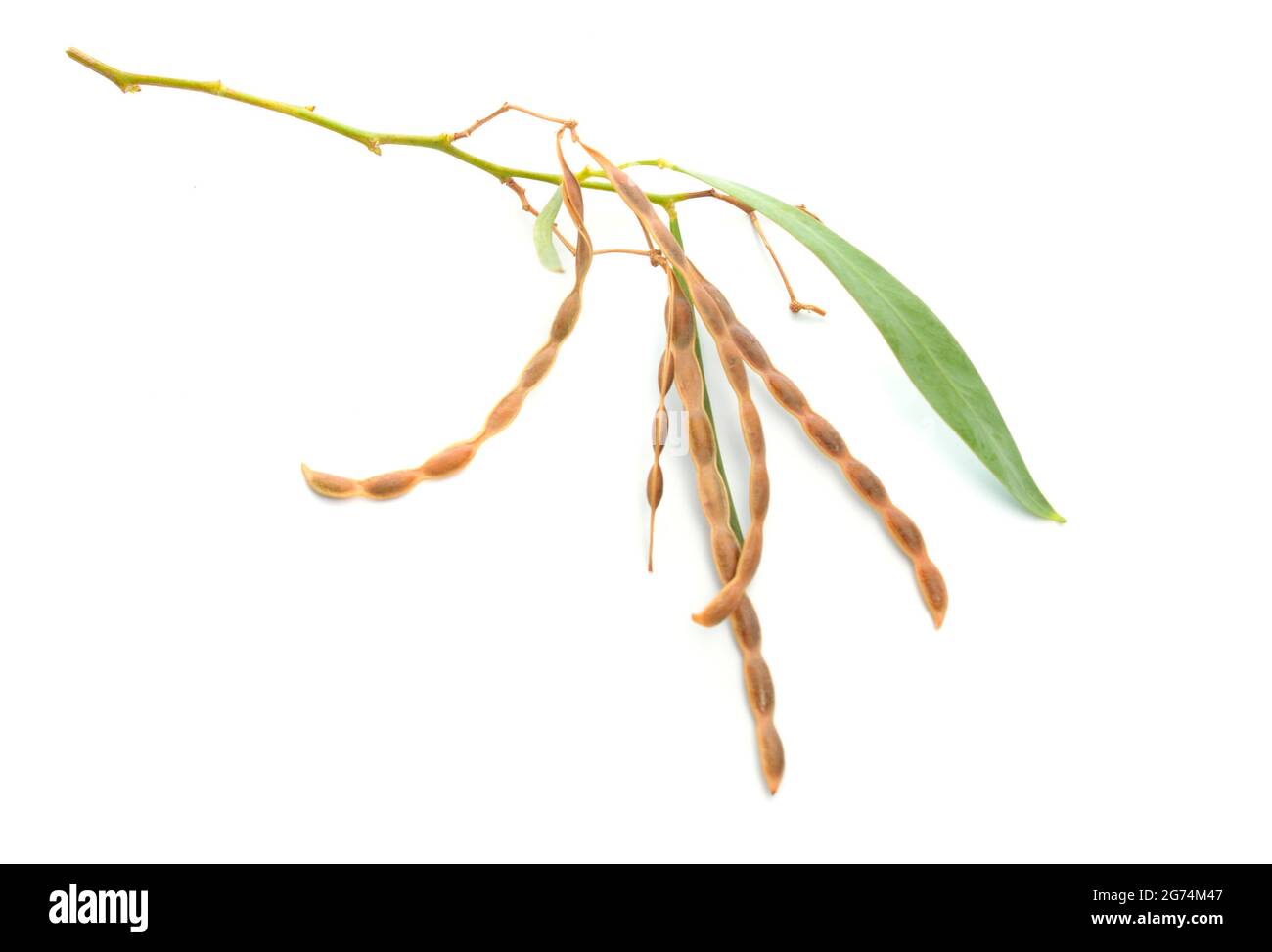 Akazie neriifolia, auch bekannt als Oleander-Wattle, Silberwattle oder Pekhy-Wattle isoliert auf weißem Hintergrund. Stockfoto