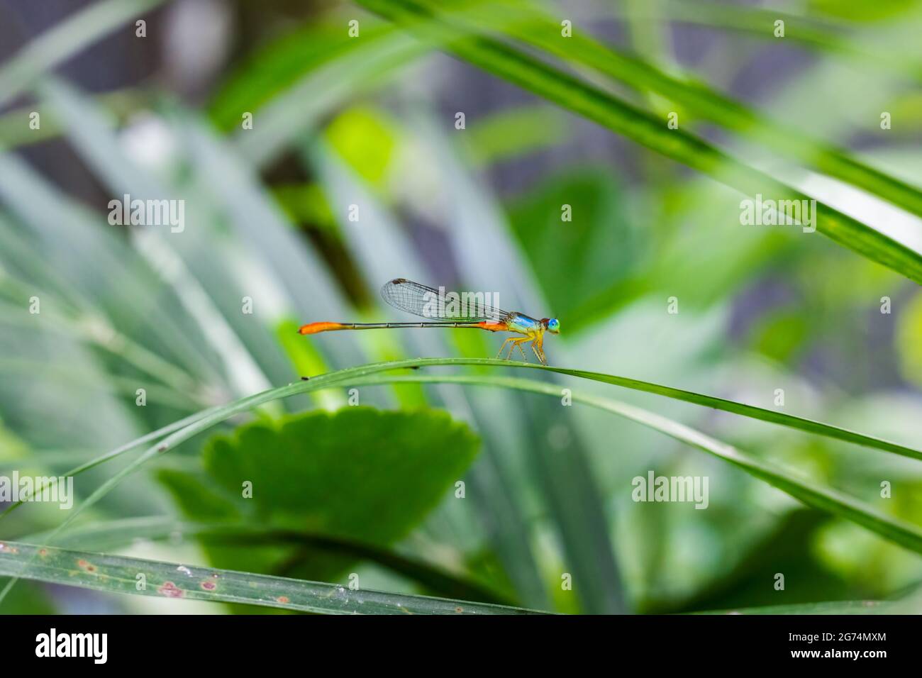 Wunderschöne bunte Libelle, die auf einem Palmenblatt im Garten sitzt Stockfoto