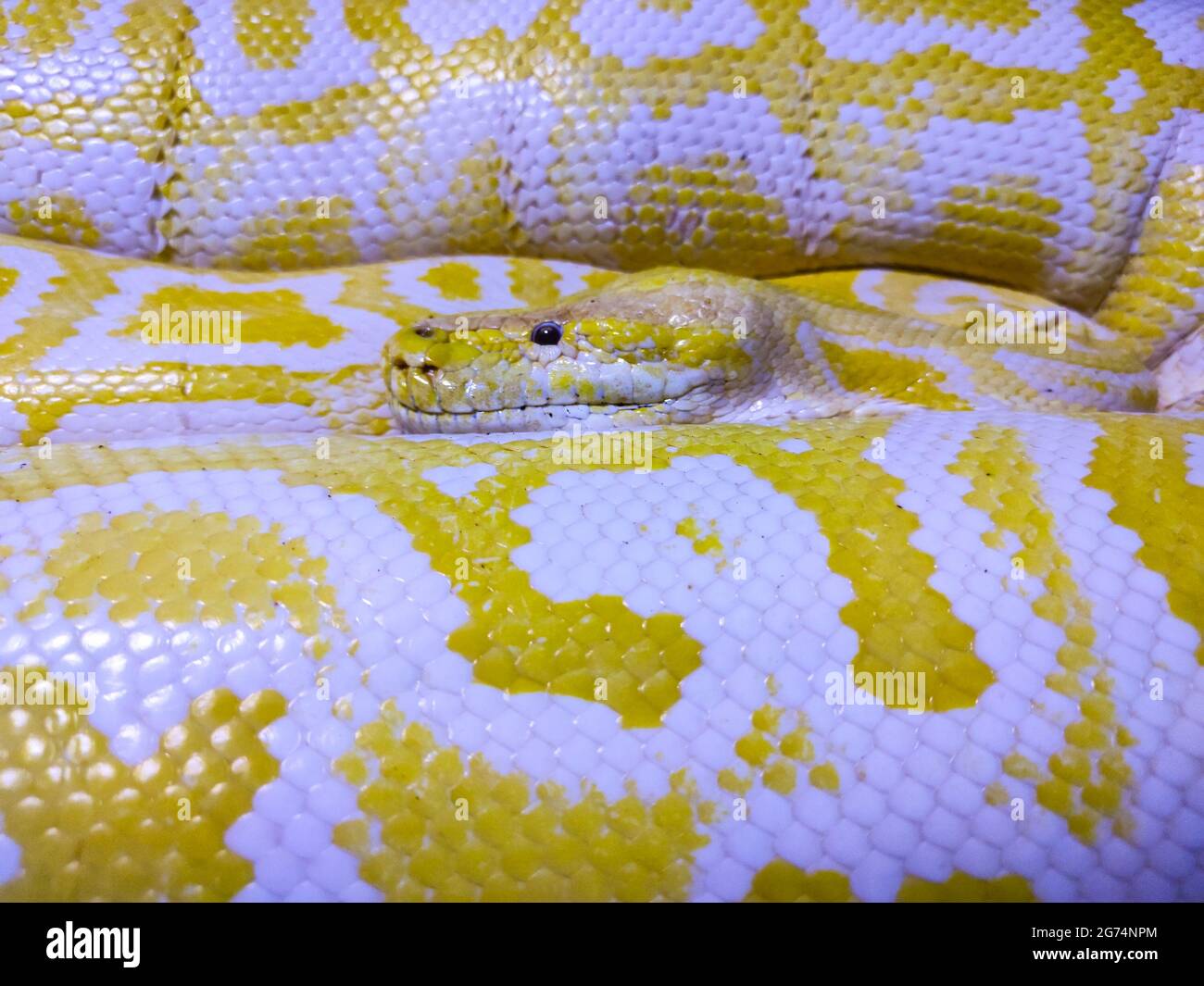 Nahaufnahme der goldenen Python Stockfoto