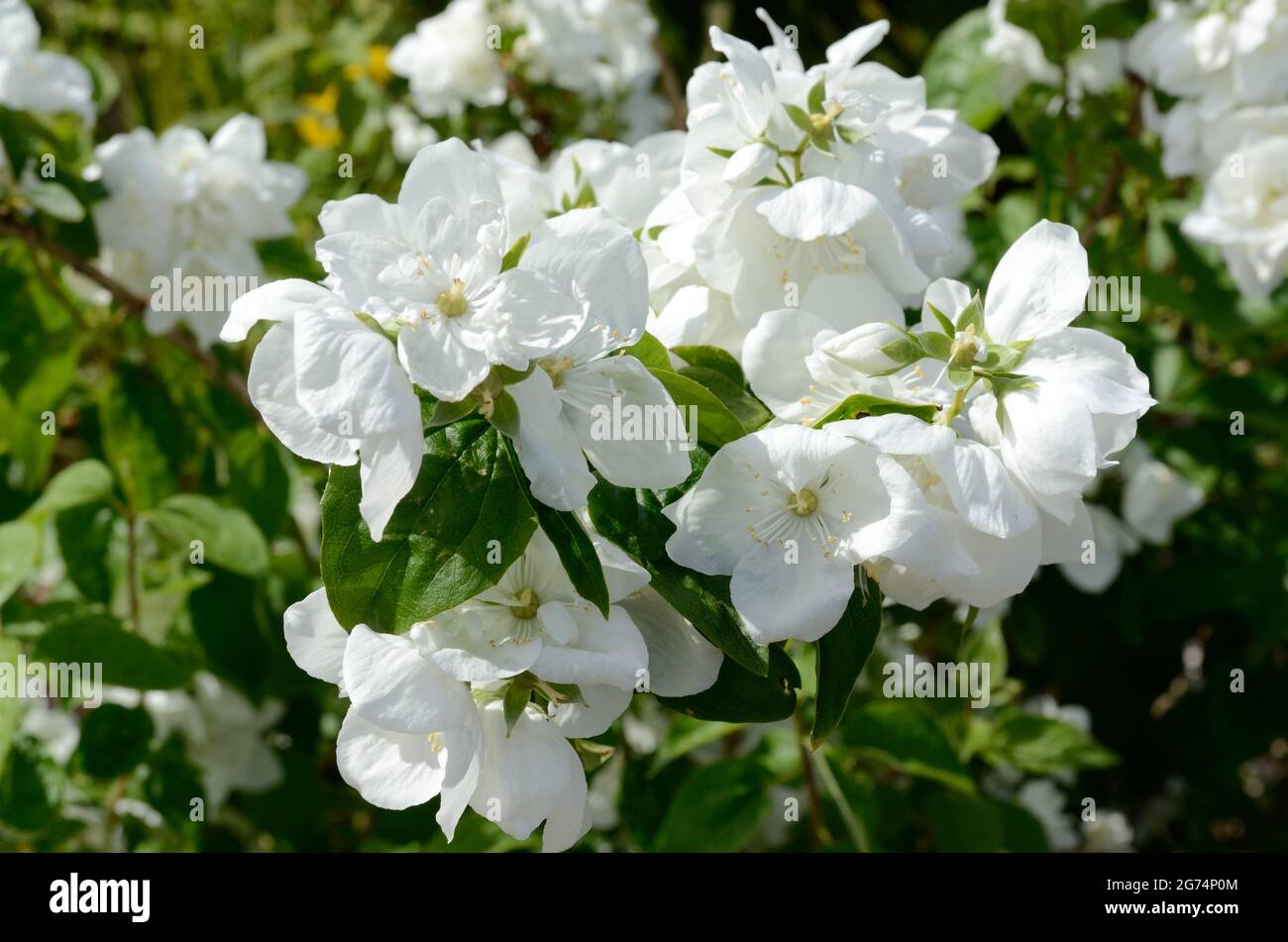 Philadelphus Mrs E L Robinson Fülle von weiß duftenden halbdoppelten Blüten Mock Orange Stockfoto