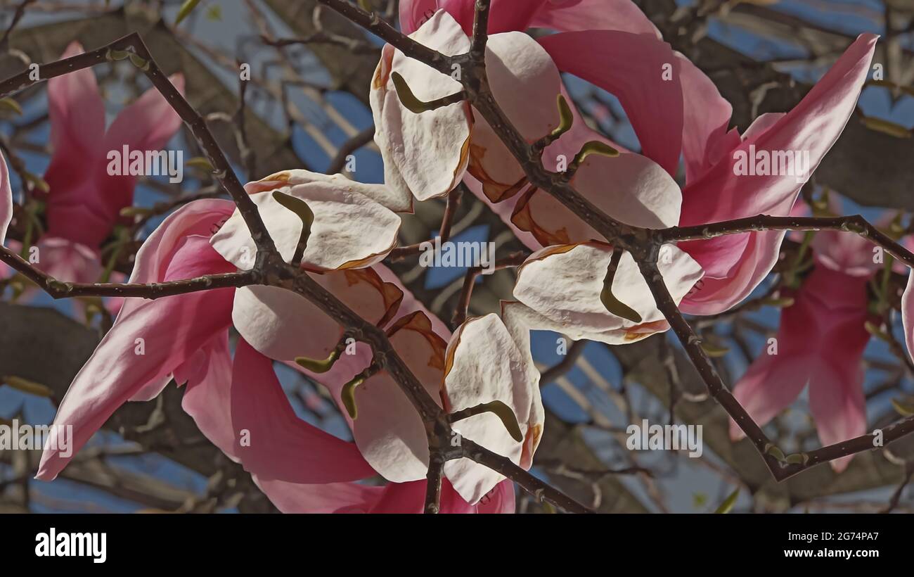 Kaleidoskop-Muster aus natürlicher Frühlingsblume Stockfoto