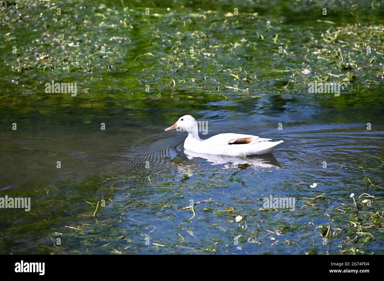 Weiße Mallard-Ente, Füße Cray Meadows, Sidcup, Kent. VEREINIGTES KÖNIGREICH Stockfoto