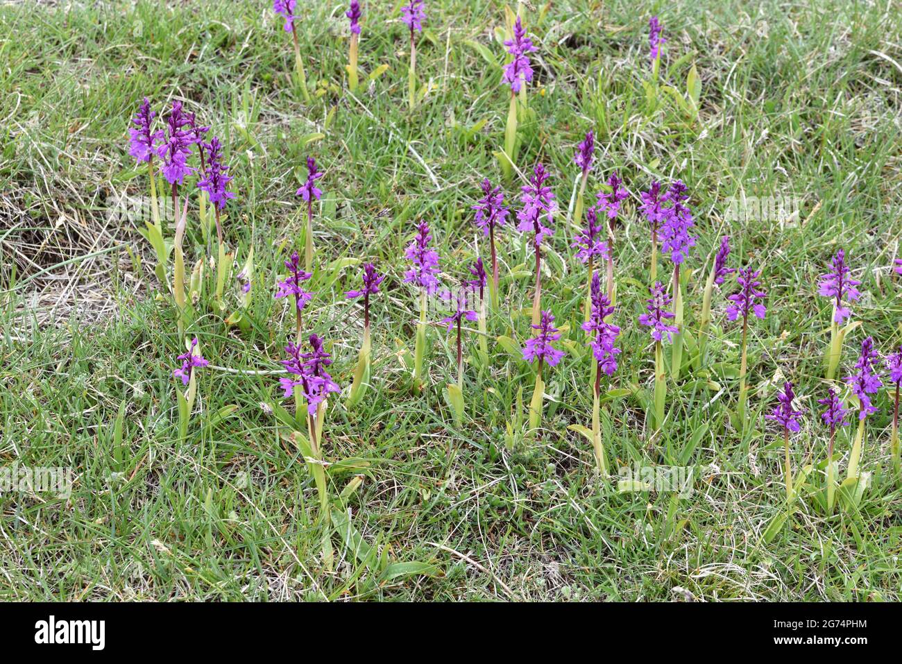 Gruppe von frühen Purple Orchids oder Early Spring Orchids Orchis mascula wächst auf Alpine Hillside Französisch Alpen Stockfoto