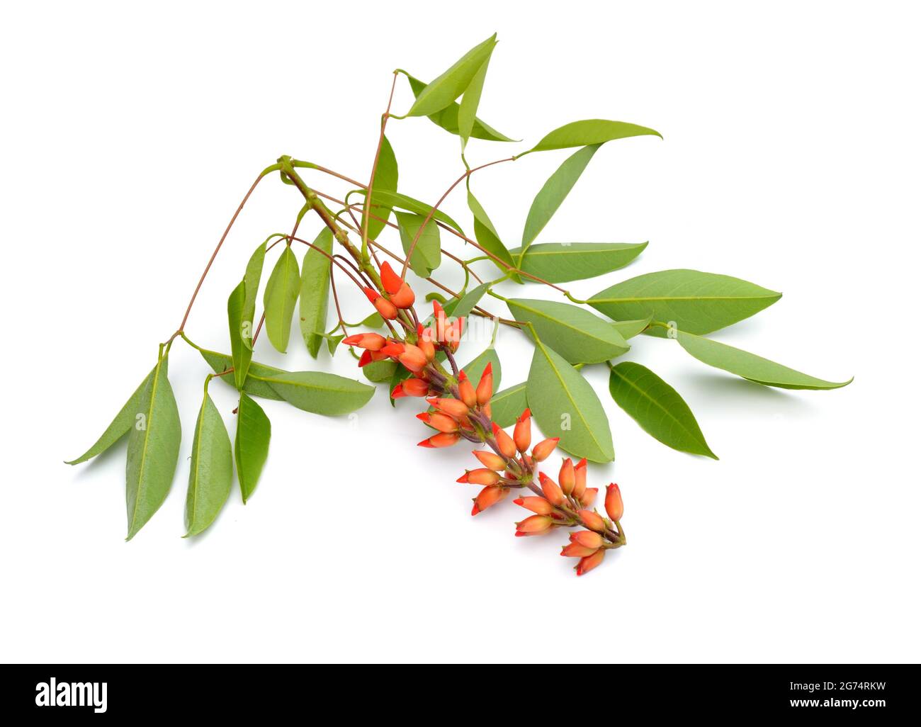 Erythrina corallodendron oder Korallenbaum, Flammenbaum, Bucare, frejolillo oder porotillo, Kafferboom, Erythrina caffra, Mullumurikku. Isoliert auf weißem Bac Stockfoto