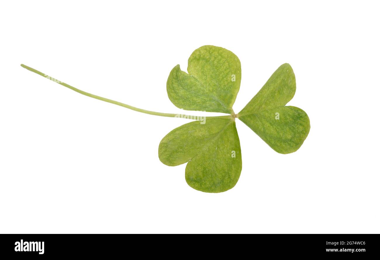 Oxalis acetosella oder Holzsorrel. Isoliert auf weißem Hintergrund. Stockfoto