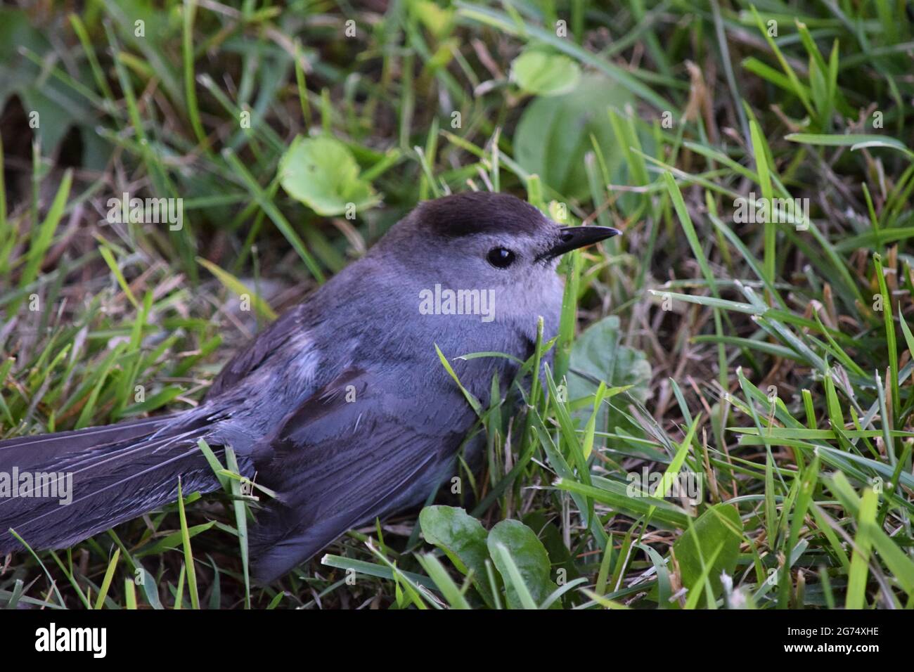 Schwarzkopf-Catbird (Melanoptila glabrirostris) Stockfoto